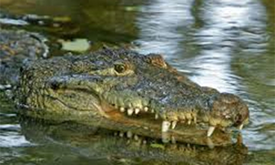 Podrían salvar en Nepal de la extinción al cocodrilo gavial – Frontal  Noticias